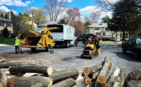 Best Tree Cabling and Bracing  in Ozark, MO