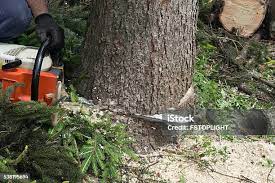 Professional Tree Care in Ozark, MO