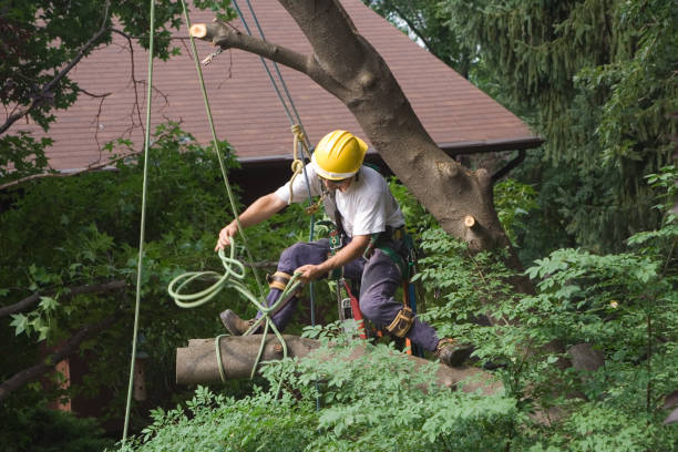 Seasonal Cleanup (Spring/Fall) in Ozark, MO