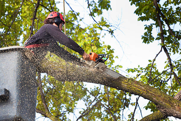 Best Lawn Maintenance Plans  in Ozark, MO