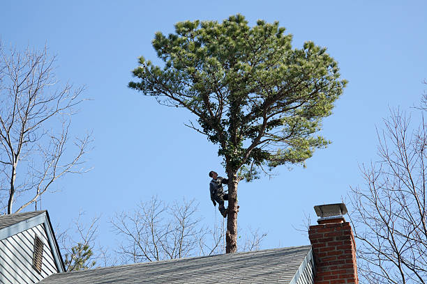 Best Hazardous Tree Removal  in Ozark, MO