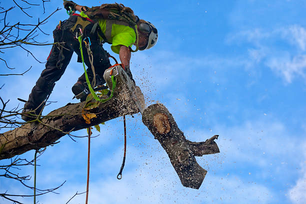 Best Stump Grinding and Removal  in Ozark, MO