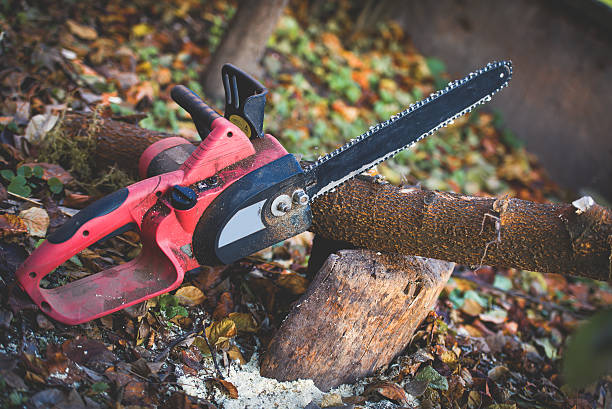  Ozark, MO Tree Care Pros